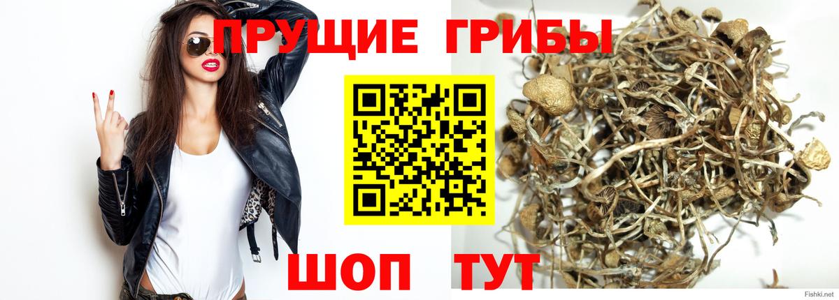 где купить наркоту  Галлюциногенные грибы Psilocybine cubensis  Вход с VPN  Псилоцибиновые грибы MAGIC MUSHROOMS  Скопин 